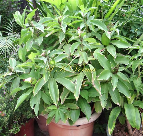 Plant